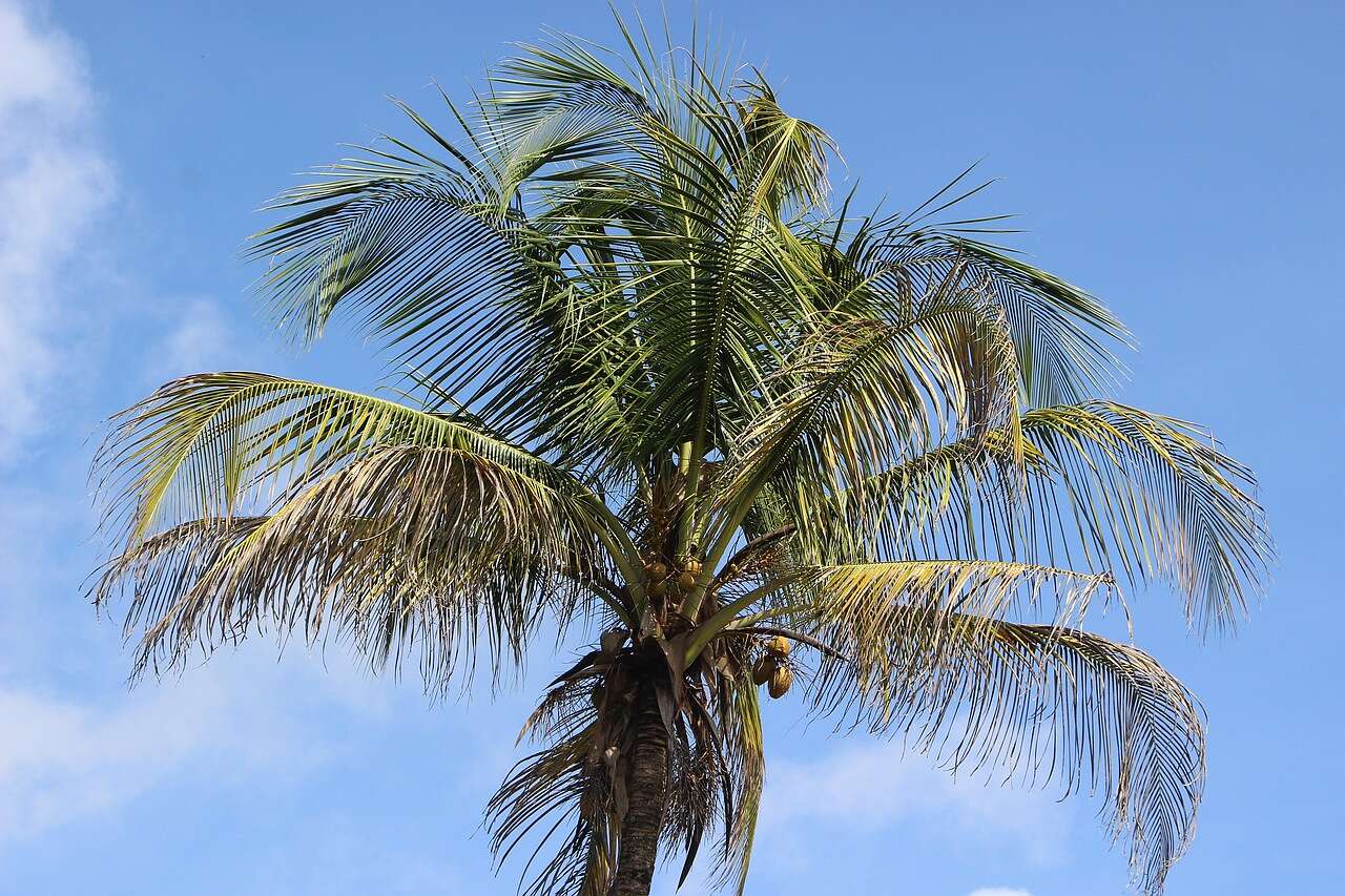 Coconut palms against a clear South Florida sky