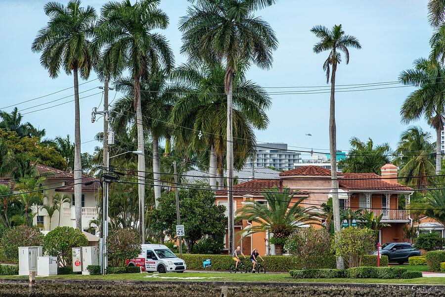 A residential street lined with tall palms and mature trees