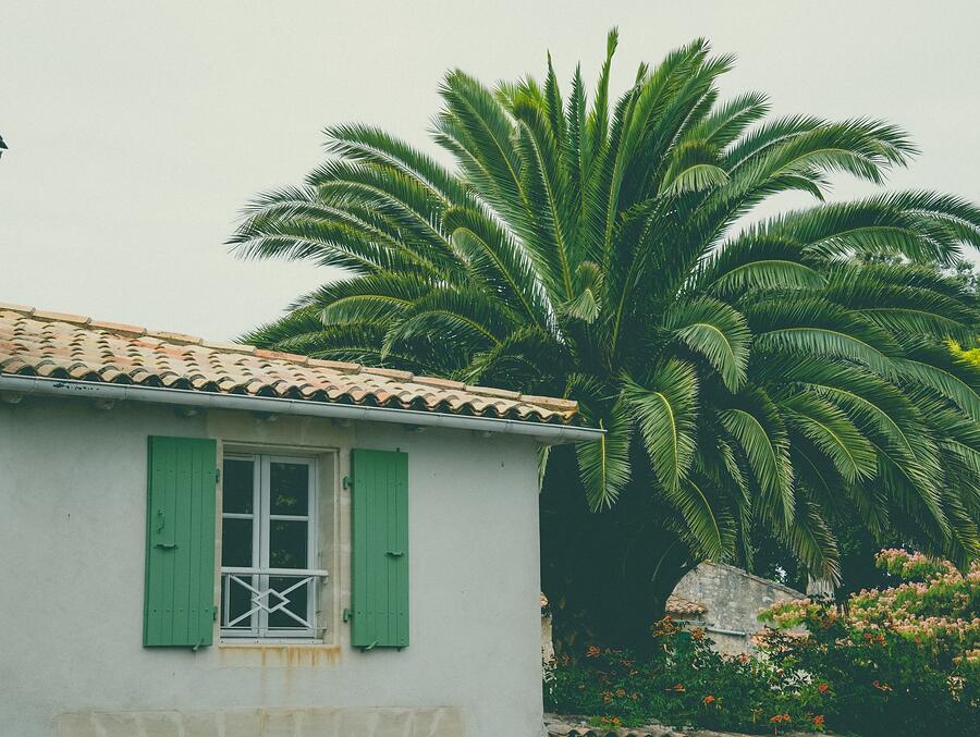 A palm growing hard against the tile roof and eave of a small Fort Lauderdale house